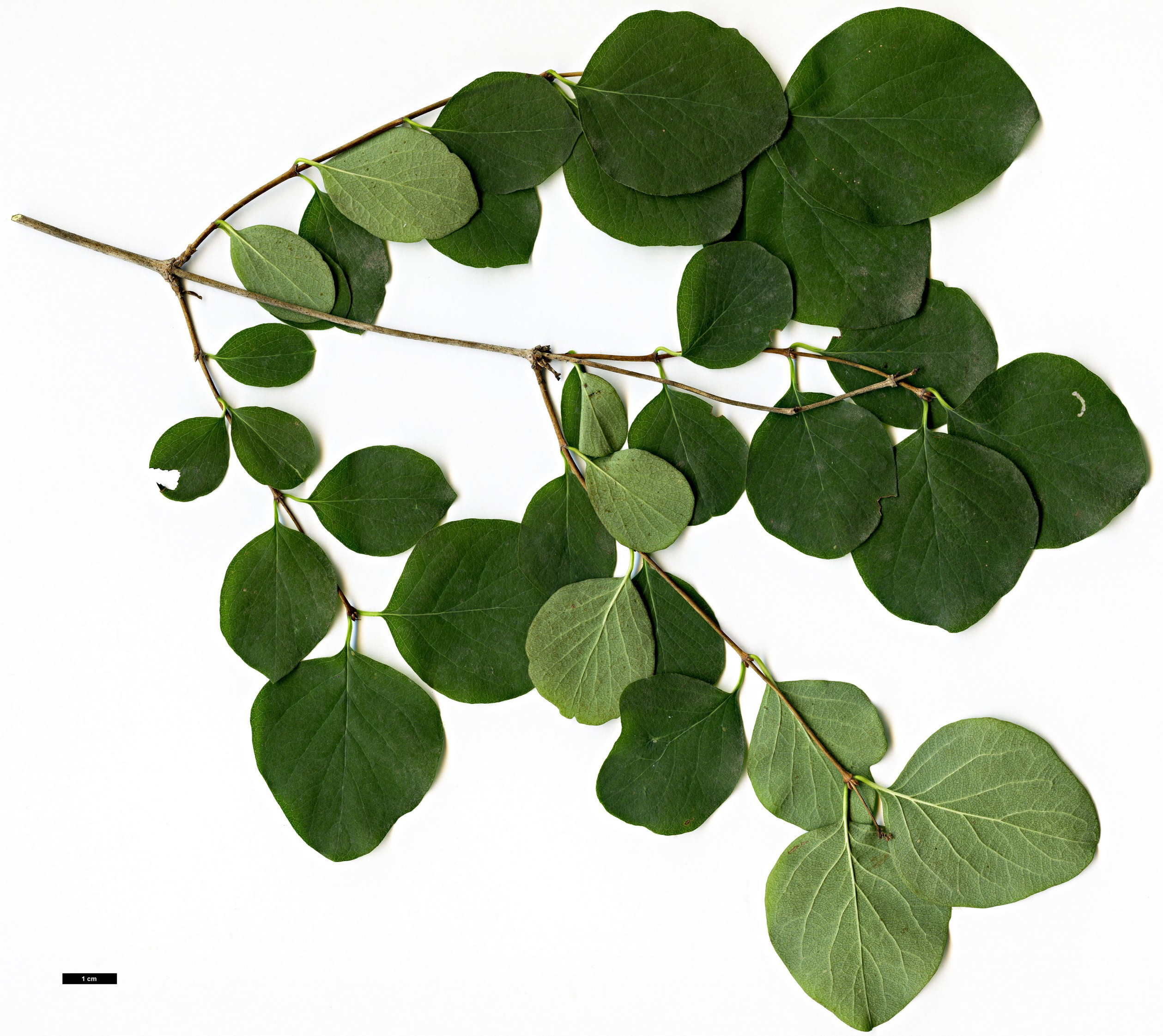 High resolution image: Family: Caprifoliaceae - Genus: Symphoricarpos - Taxon: albus - SpeciesSub: var. laevigatus